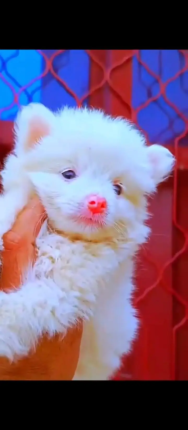 russian pink nose puppies — photo 2