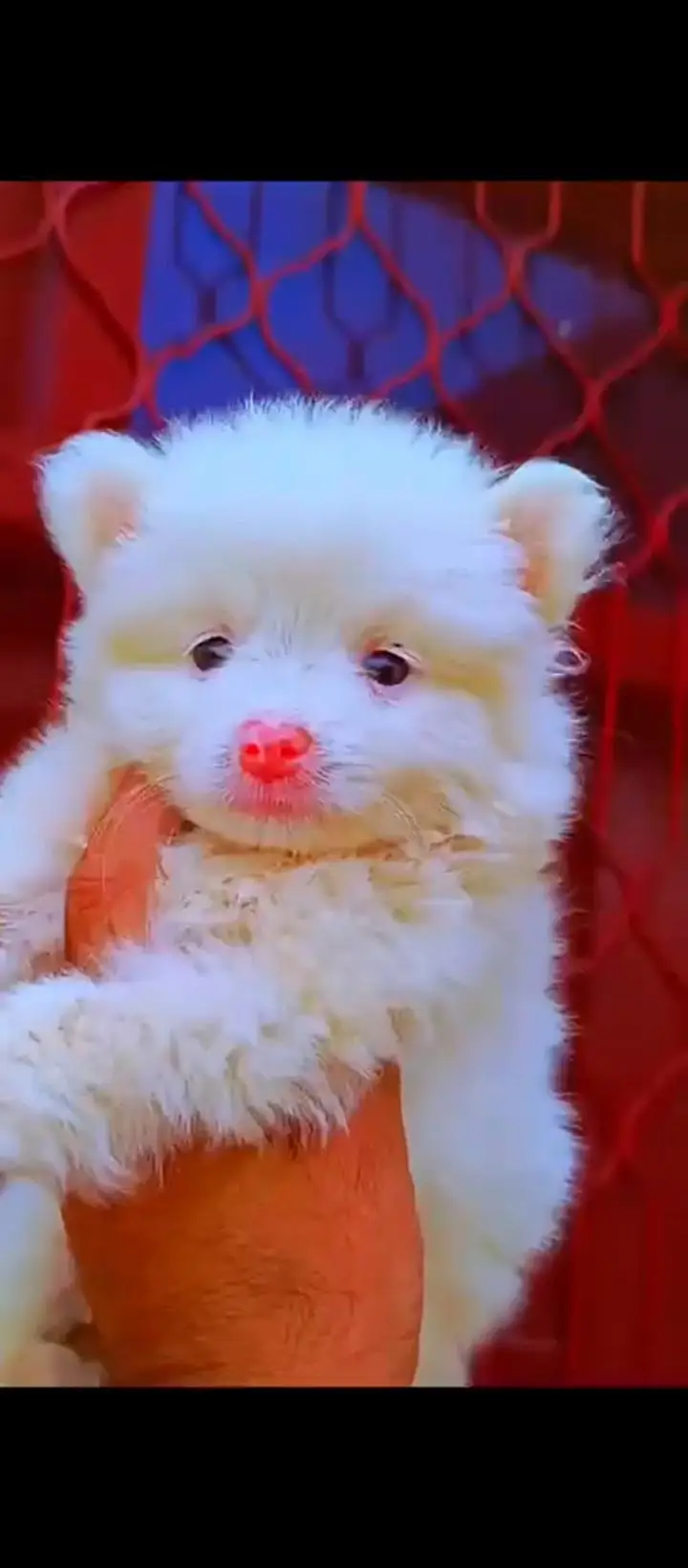 russian pink nose puppies — photo 3