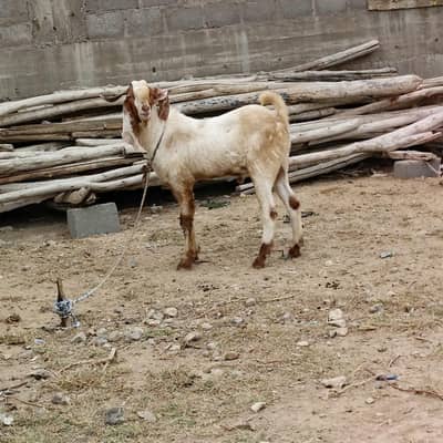 goat for sale