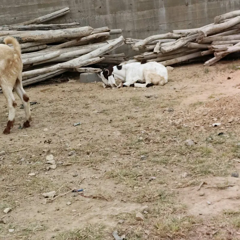 goat for sale — photo 2