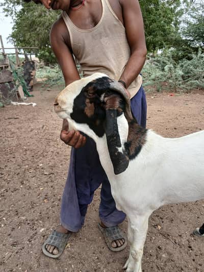 Fresh 2 dant andu male for sale gulabi goat bakra