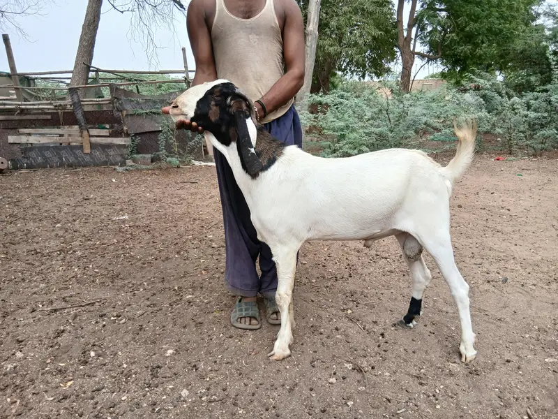 Fresh 2 dant andu male for sale gulabi goat bakra — photo 2