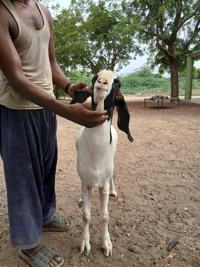 Fresh 2 dant andu male for sale gulabi goat bakra — photo 3