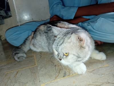 Persian cat 1 year old vaccinated