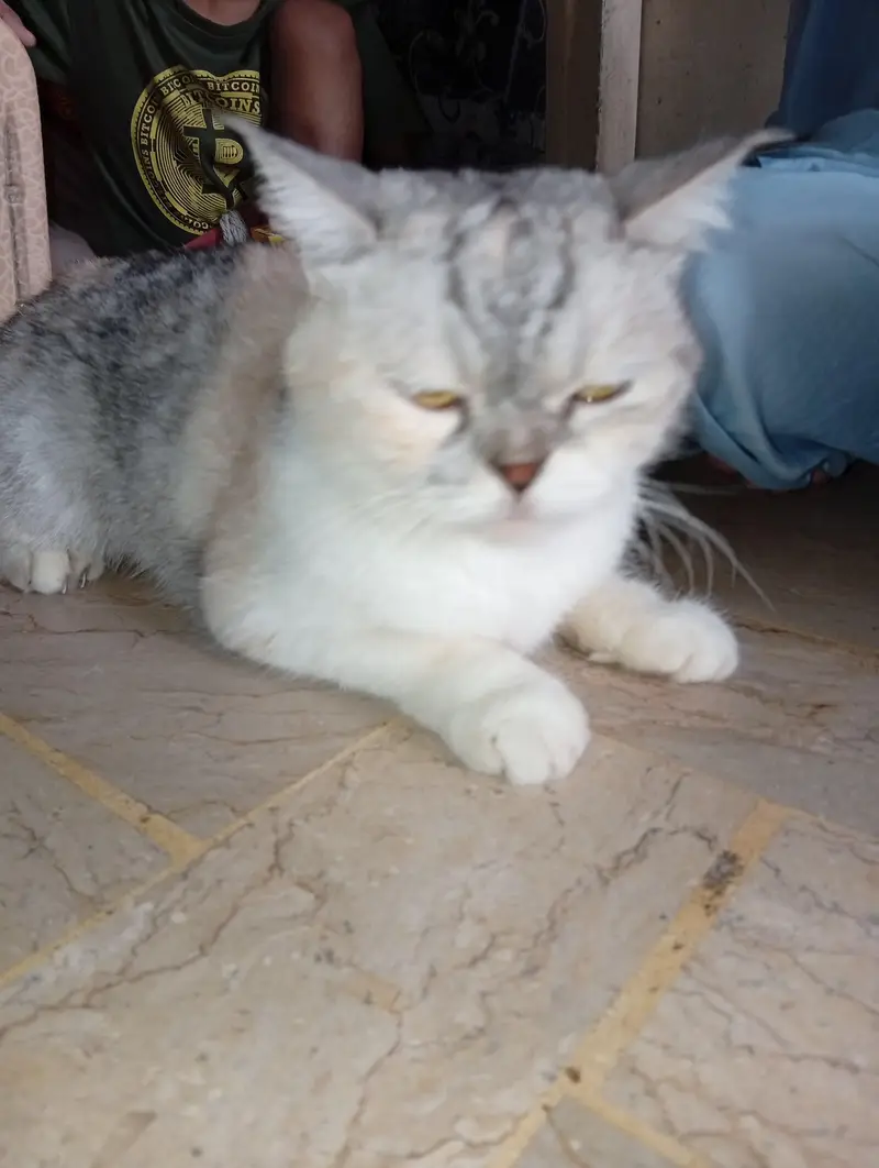 Persian cat 1 year old vaccinated — photo 2