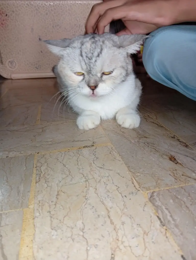 Persian cat 1 year old vaccinated — photo 3