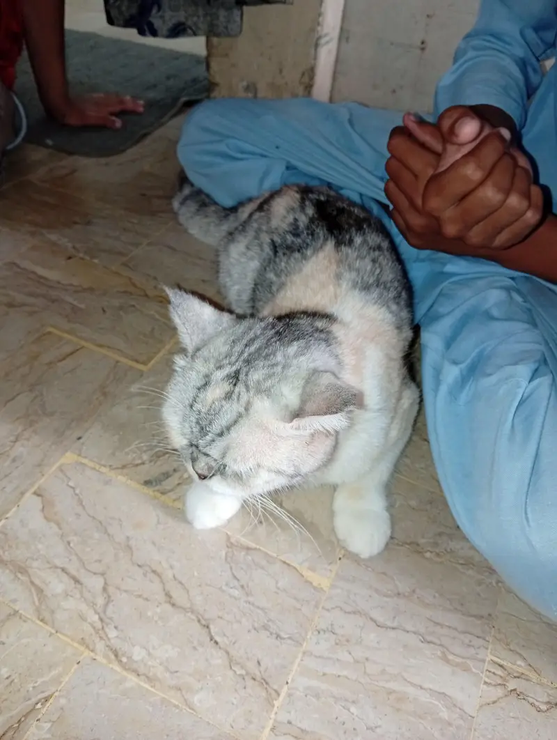 Persian cat 1 year old vaccinated — photo 4