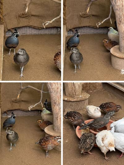Bob White Quail