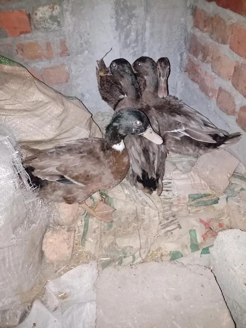 Khaki Campbell Ducks only 5 Male,s