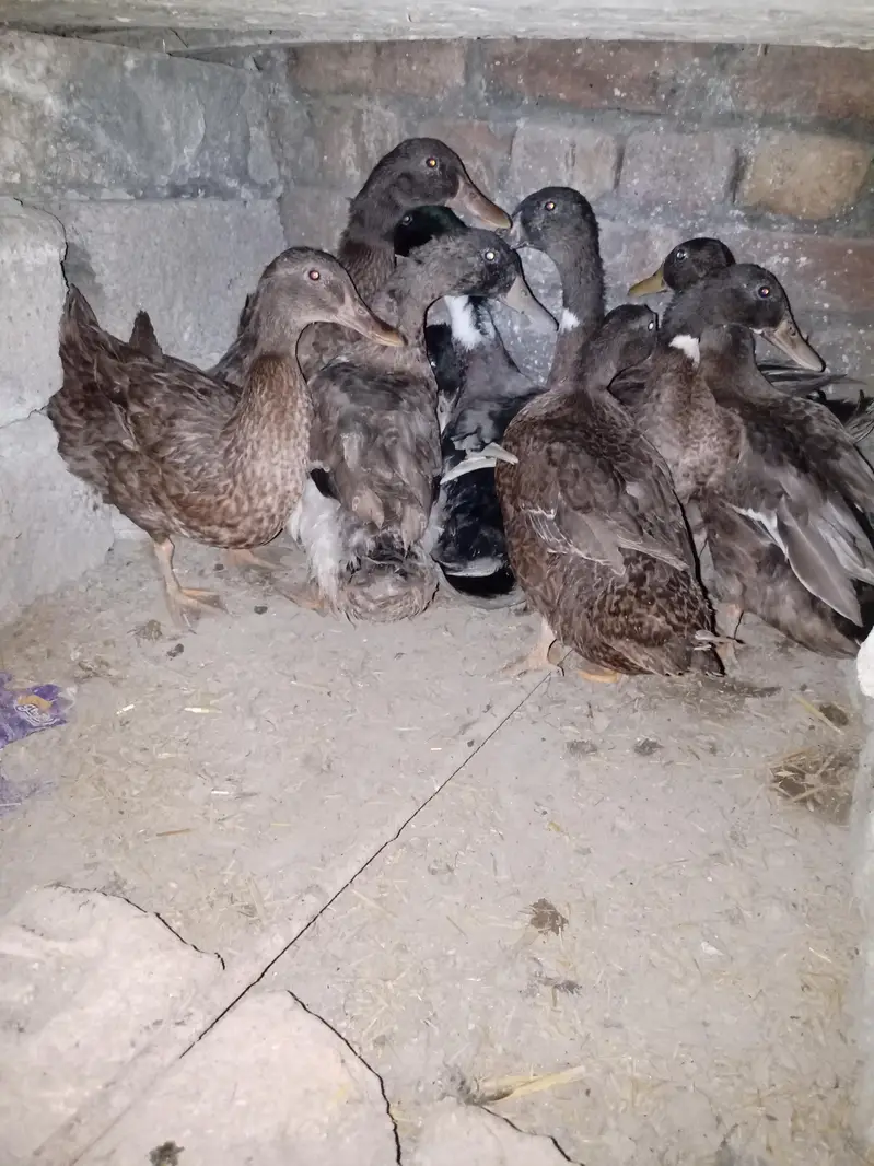 Khaki Campbell Ducks only 5 Male,s — photo 2