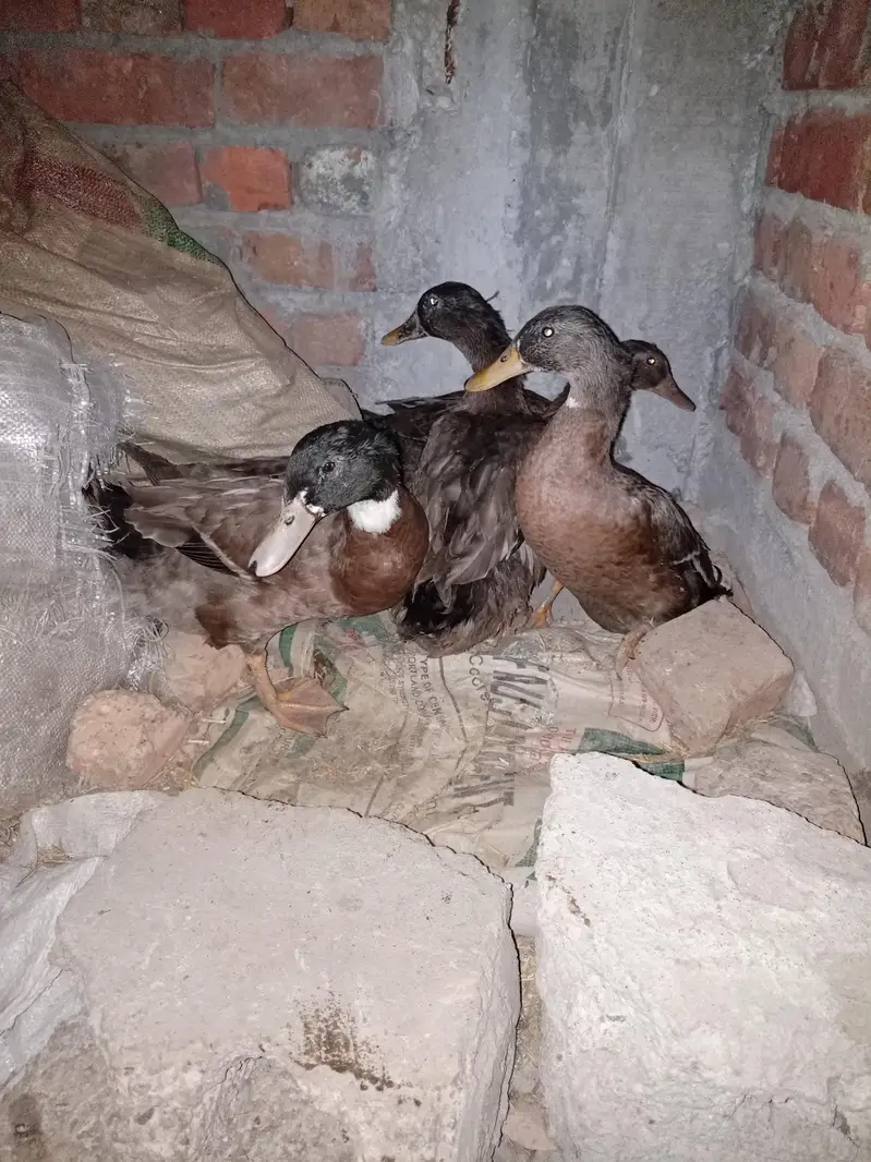 Khaki Campbell Ducks only 5 Male,s — photo 3