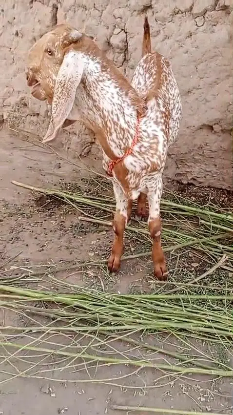 Makkah Chini Bakra For Sale/ 03233005367 WhatsApp — photo 4