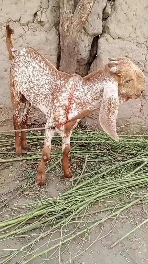 Makkah Chini Bakra For Sale/ 03233005367 WhatsApp — photo 5
