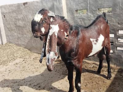 Beetal goat, lal daba( sahiwal breedar) 2dant fresh