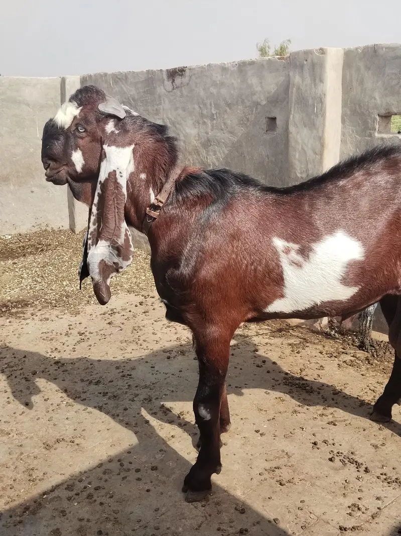 Beetal goat, lal daba( sahiwal breedar) 2dant fresh — photo 2
