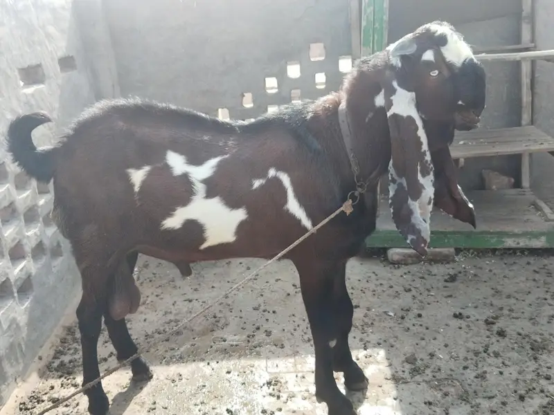 Beetal goat, lal daba( sahiwal breedar) 2dant fresh — photo 3
