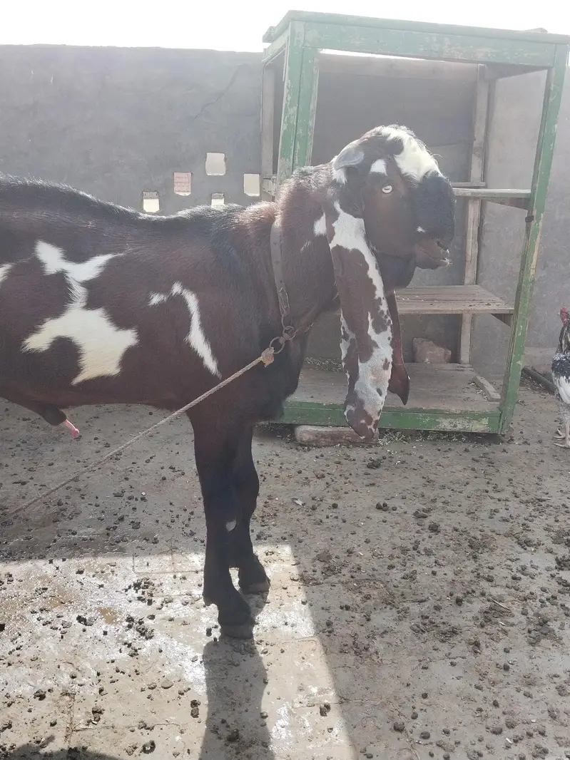 Beetal goat, lal daba( sahiwal breedar) 2dant fresh — photo 4