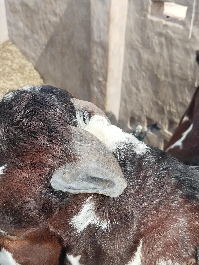 Beetal goat, lal daba( sahiwal breedar) 2dant fresh — photo 5