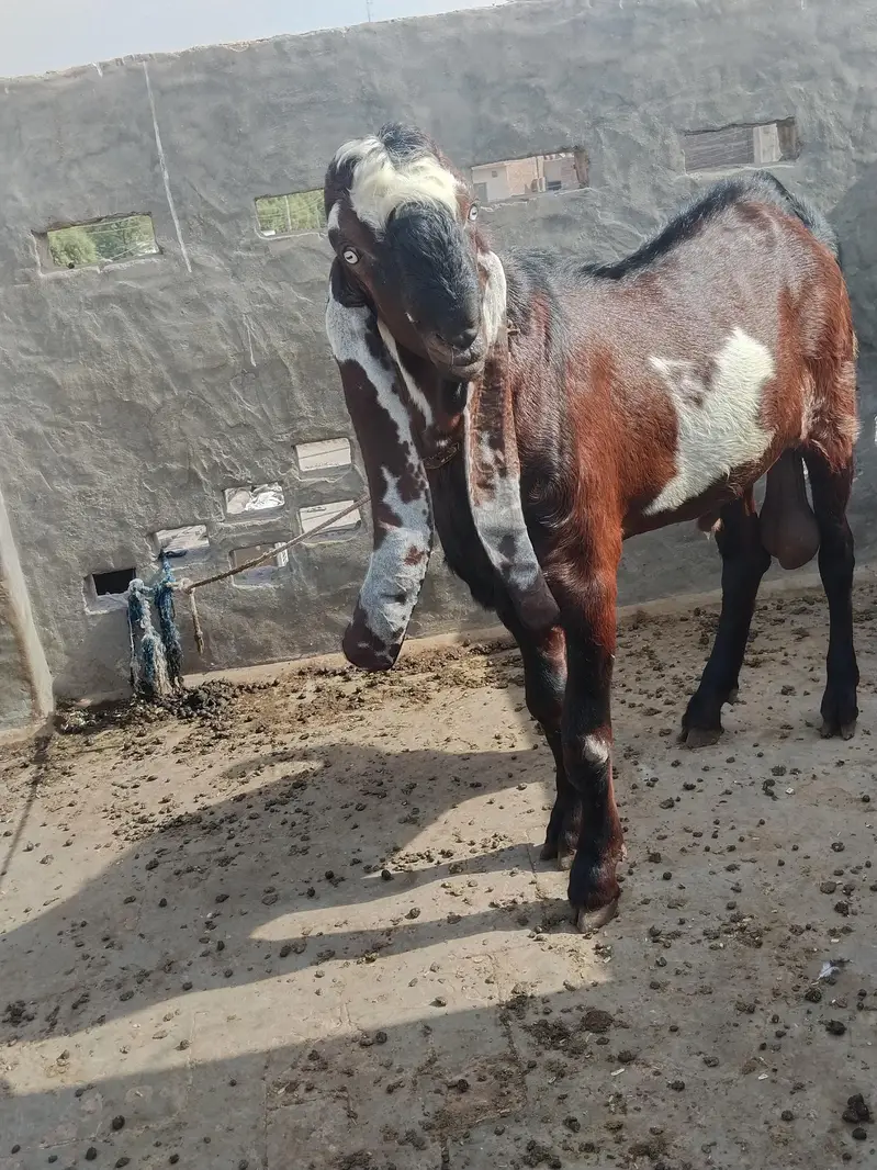 Beetal goat, lal daba( sahiwal breedar) 2dant fresh — photo 6