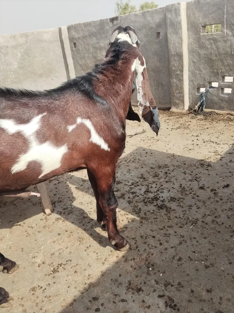 Beetal goat, lal daba( sahiwal breedar) 2dant fresh — photo 7