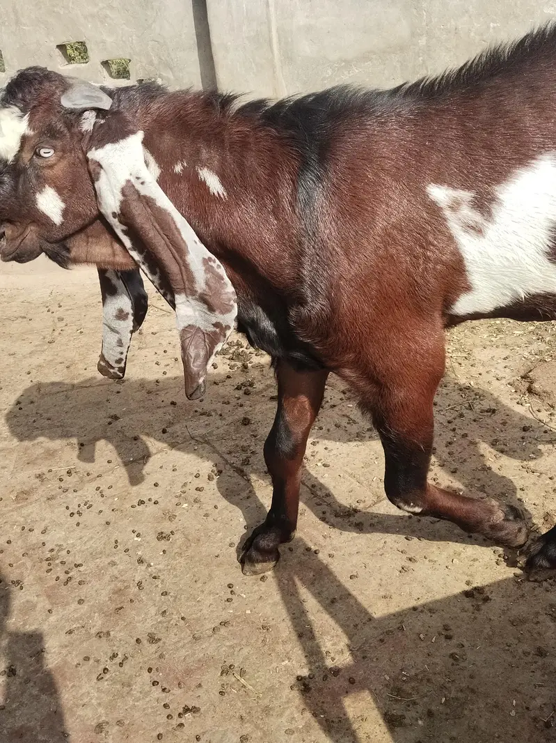 Beetal goat, lal daba( sahiwal breedar) 2dant fresh — photo 8