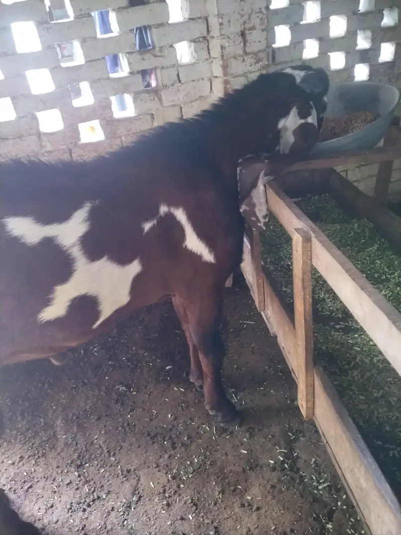 Beetal goat, lal daba( sahiwal breedar) 2dant fresh — photo 9