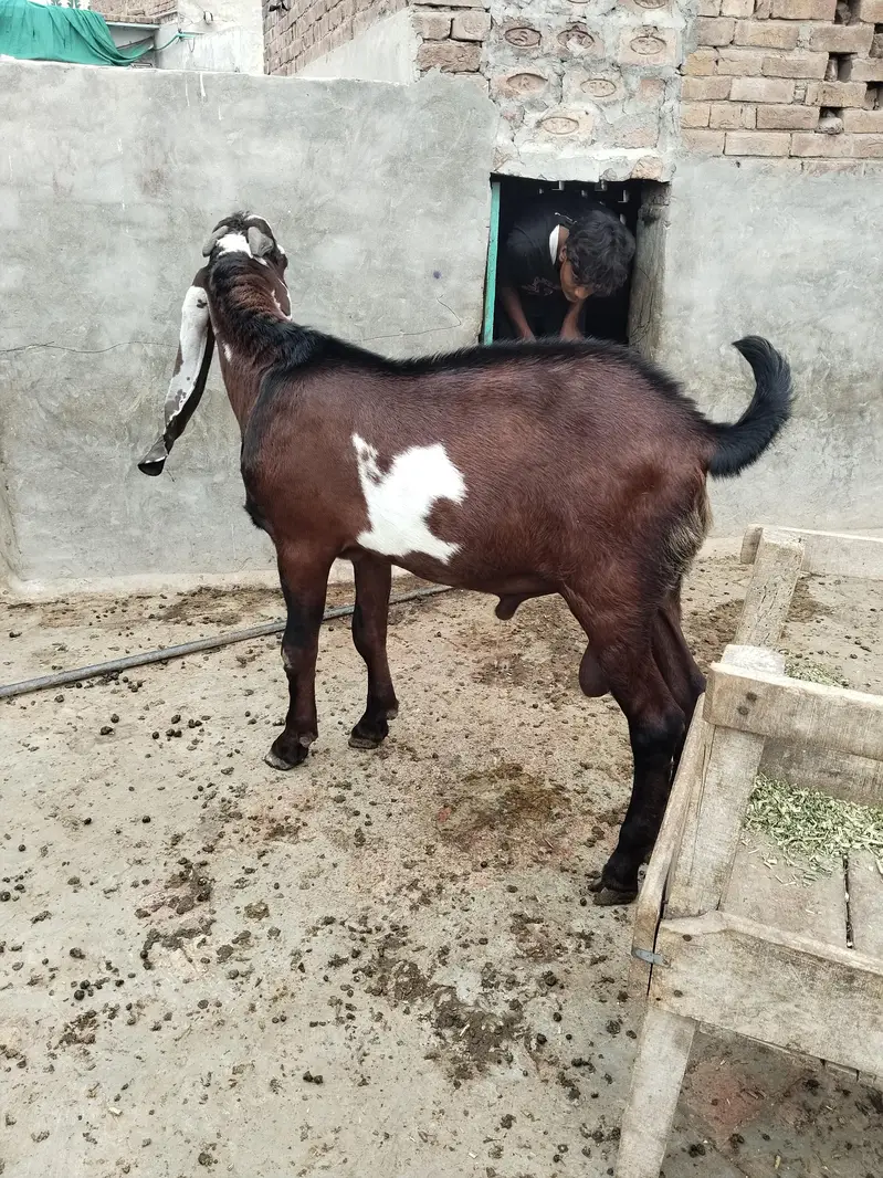 Beetal goat, lal daba( sahiwal breedar) 2dant fresh — photo 10