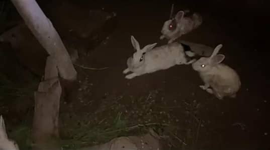 full white breeding pair and bachay
