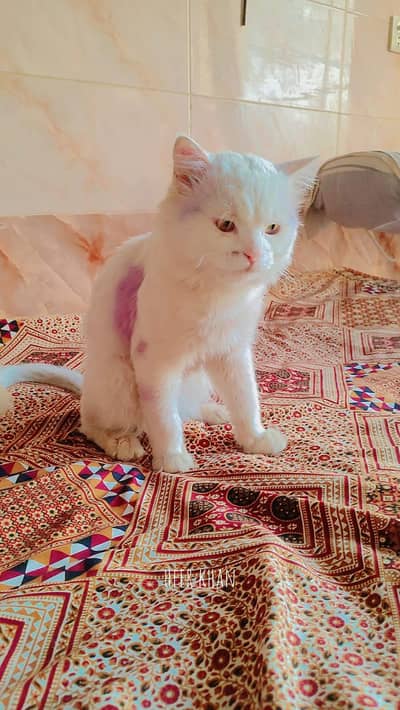 Persian cat for sale