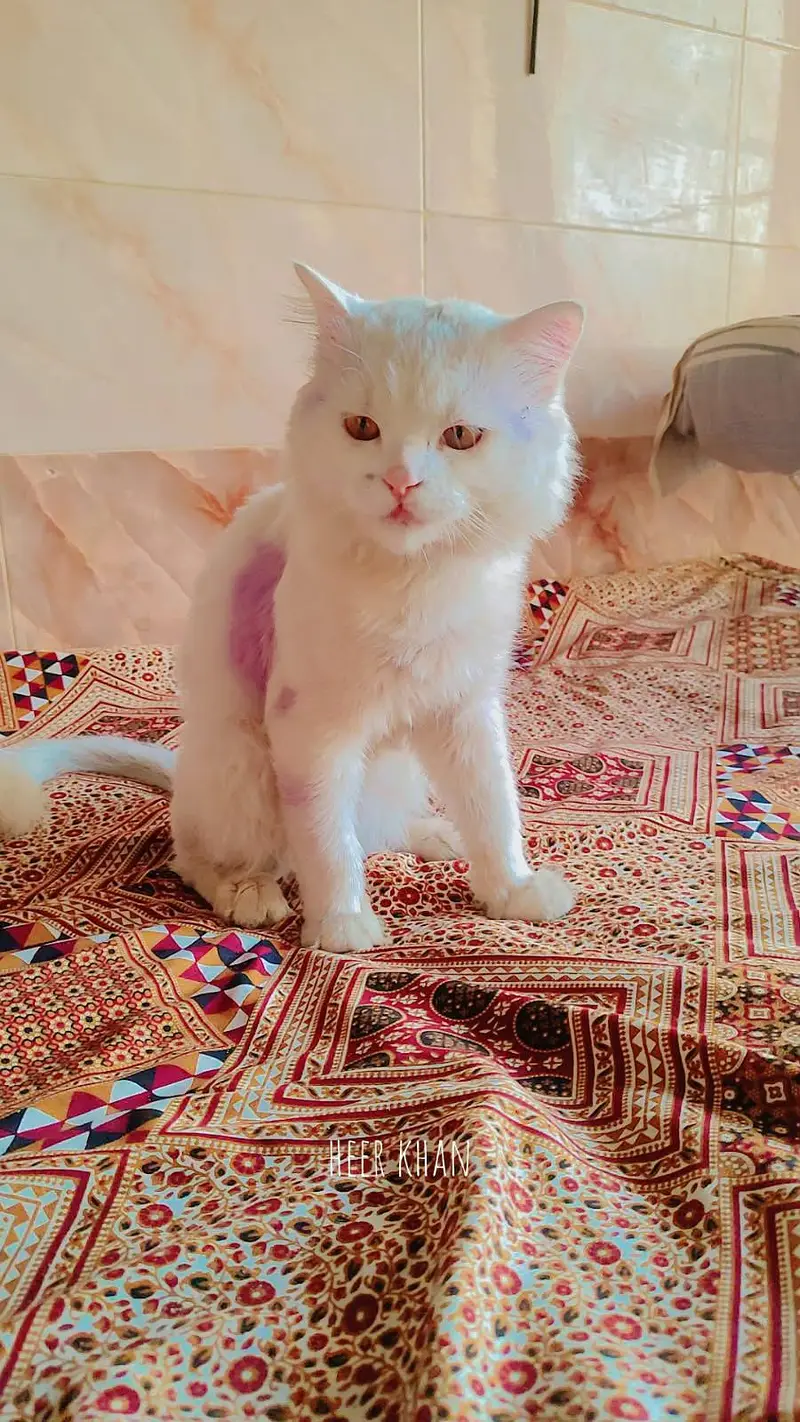 Persian cat for sale — photo 2