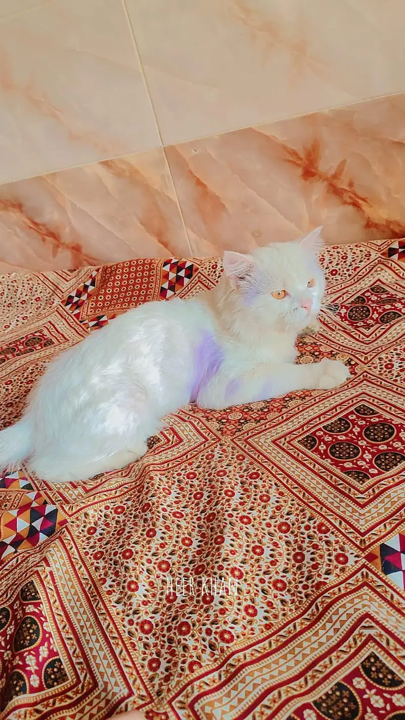 Persian cat for sale — photo 3