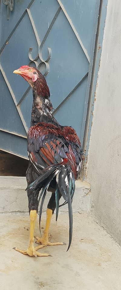 Pure Jageeri Aseel Breeder Setup (Murga, Murgi, 1 male chick For Sale