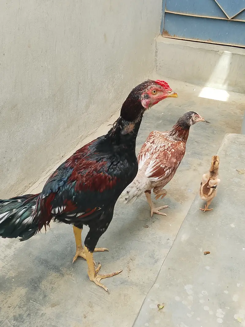 Pure Jageeri Aseel Breeder Setup (Murga, Murgi, 1 male chick For Sale — photo 3