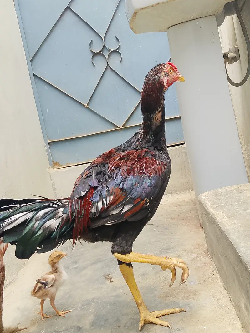Pure Jageeri Aseel Breeder Setup (Murga, Murgi, 1 male chick For Sale — photo 4