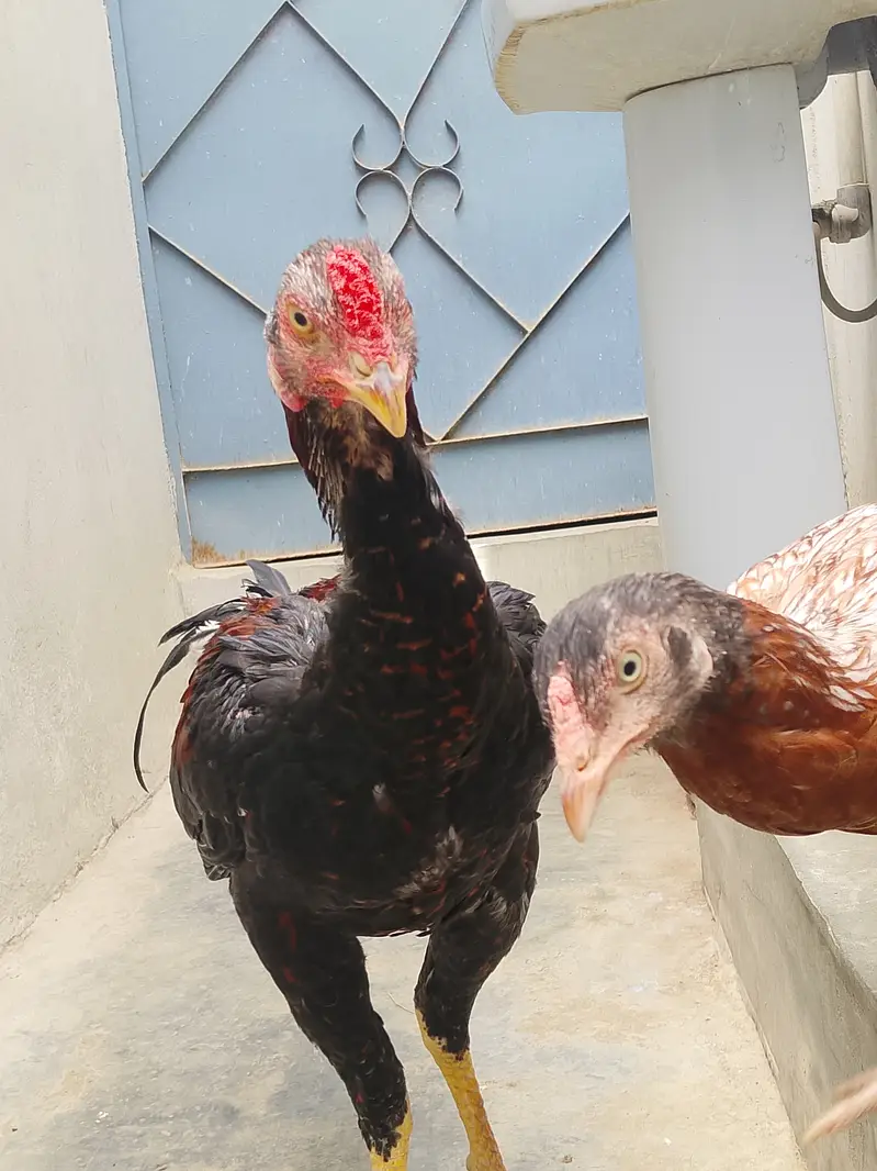 Pure Jageeri Aseel Breeder Setup (Murga, Murgi, 1 male chick For Sale — photo 5