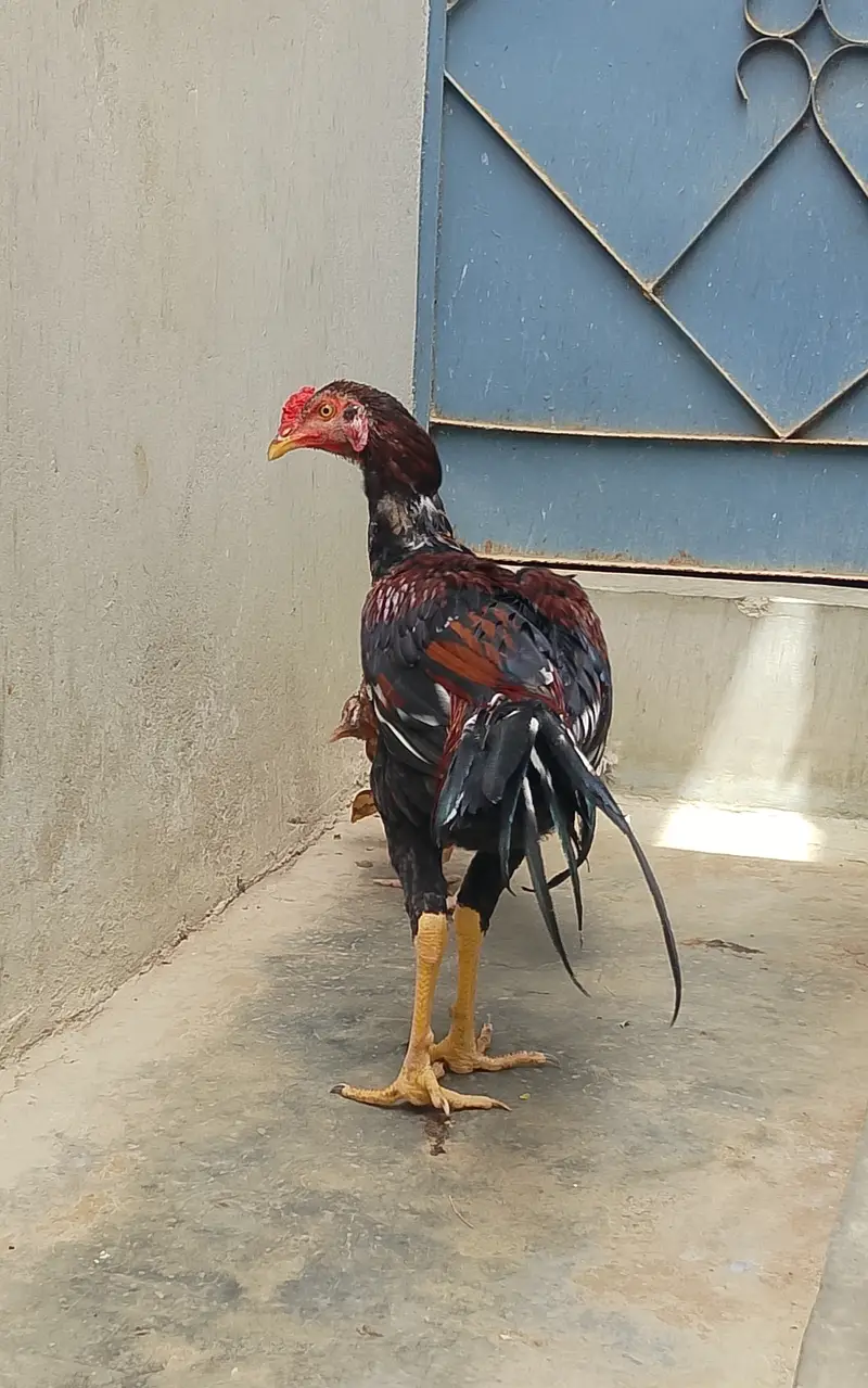Pure Jageeri Aseel Breeder Setup (Murga, Murgi, 1 male chick For Sale — photo 6