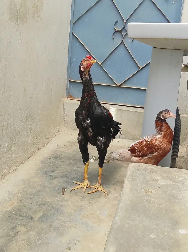 Pure Jageeri Aseel Breeder Setup (Murga, Murgi, 1 male chick For Sale — photo 7
