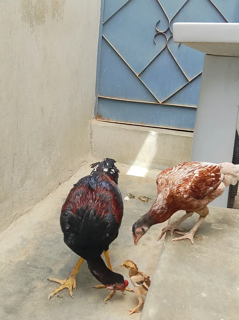 Pure Jageeri Aseel Breeder Setup (Murga, Murgi, 1 male chick For Sale — photo 8