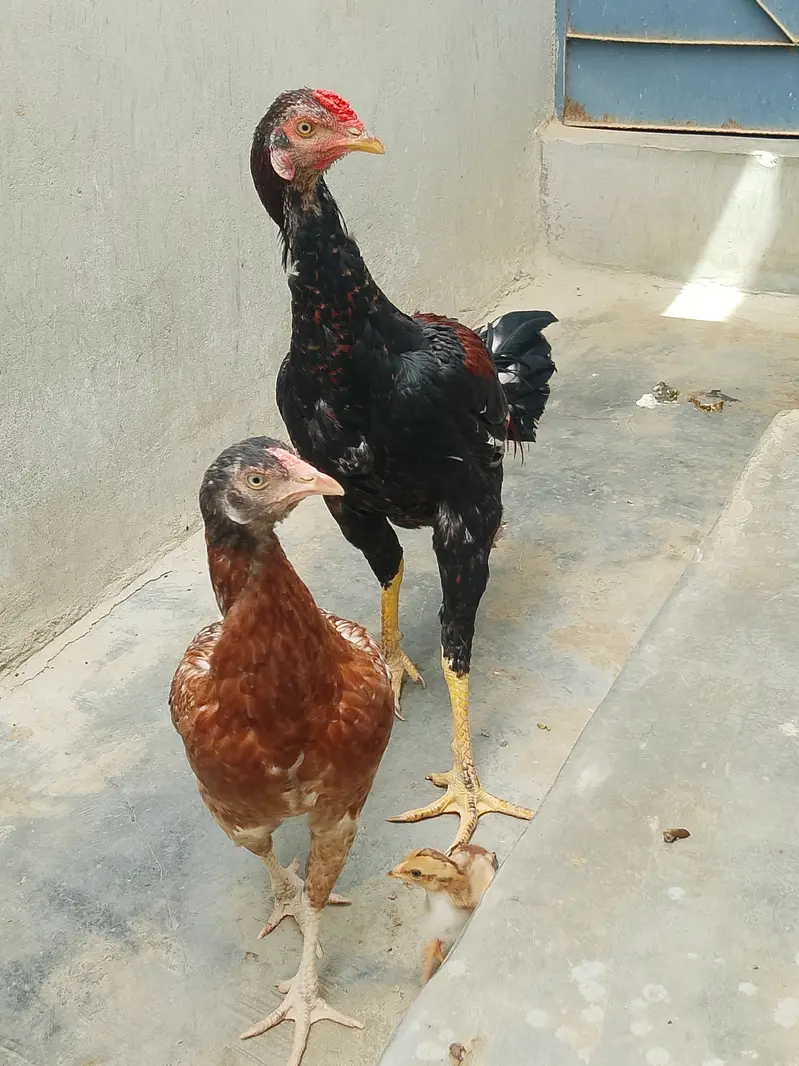 Pure Jageeri Aseel Breeder Setup (Murga, Murgi, 1 male chick For Sale — photo 9