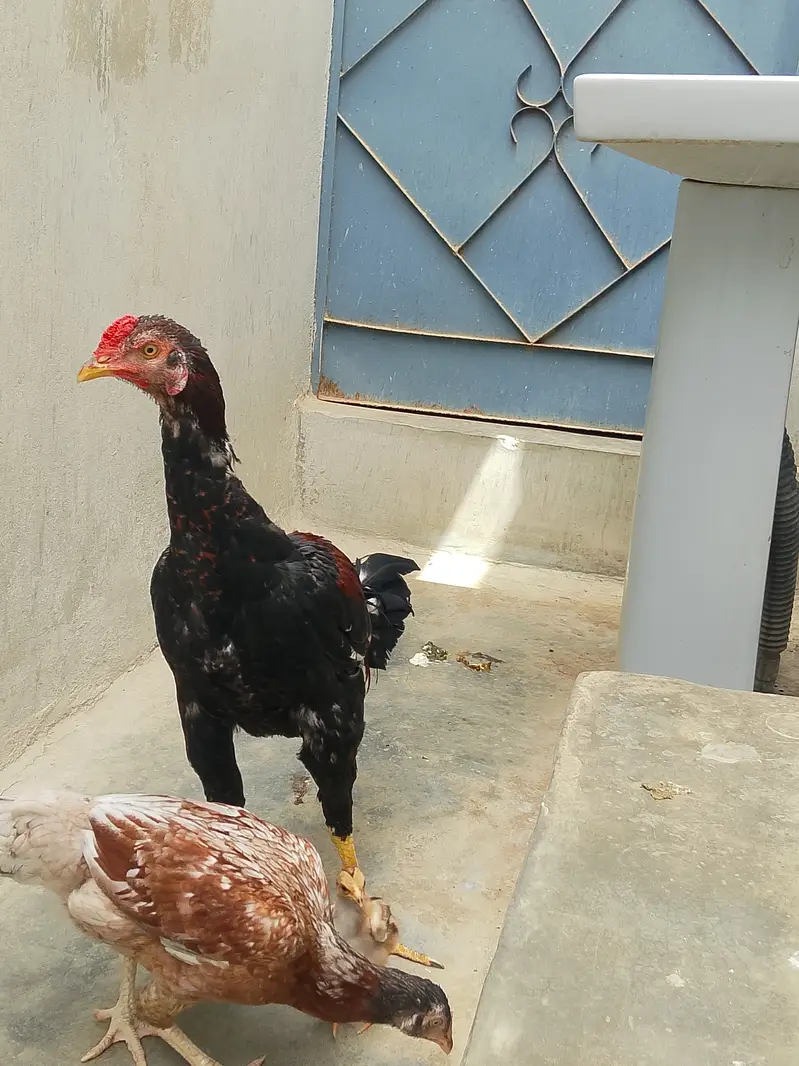 Pure Jageeri Aseel Breeder Setup (Murga, Murgi, 1 male chick For Sale — photo 10