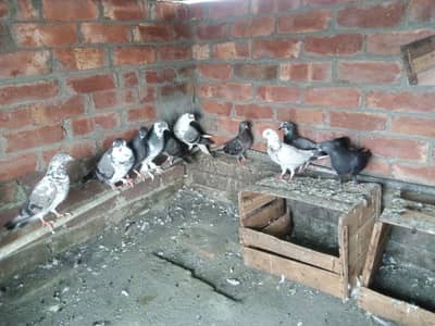 Sherazi pegions active and healthy