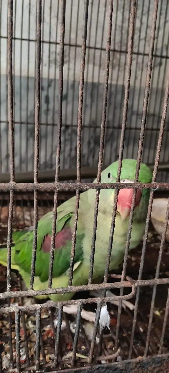 Two pair Male or female — photo 2