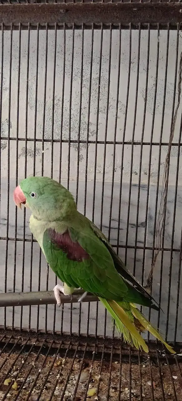 Two pair Male or female — photo 3