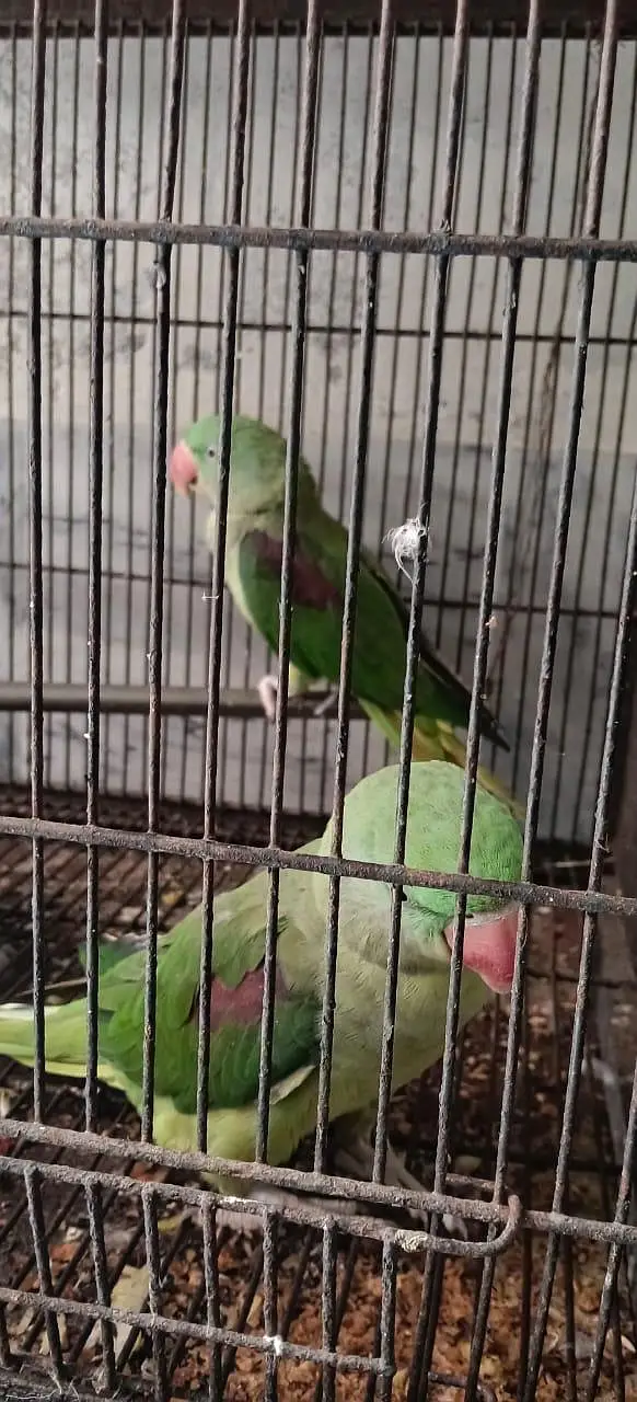 Two pair Male or female — photo 4