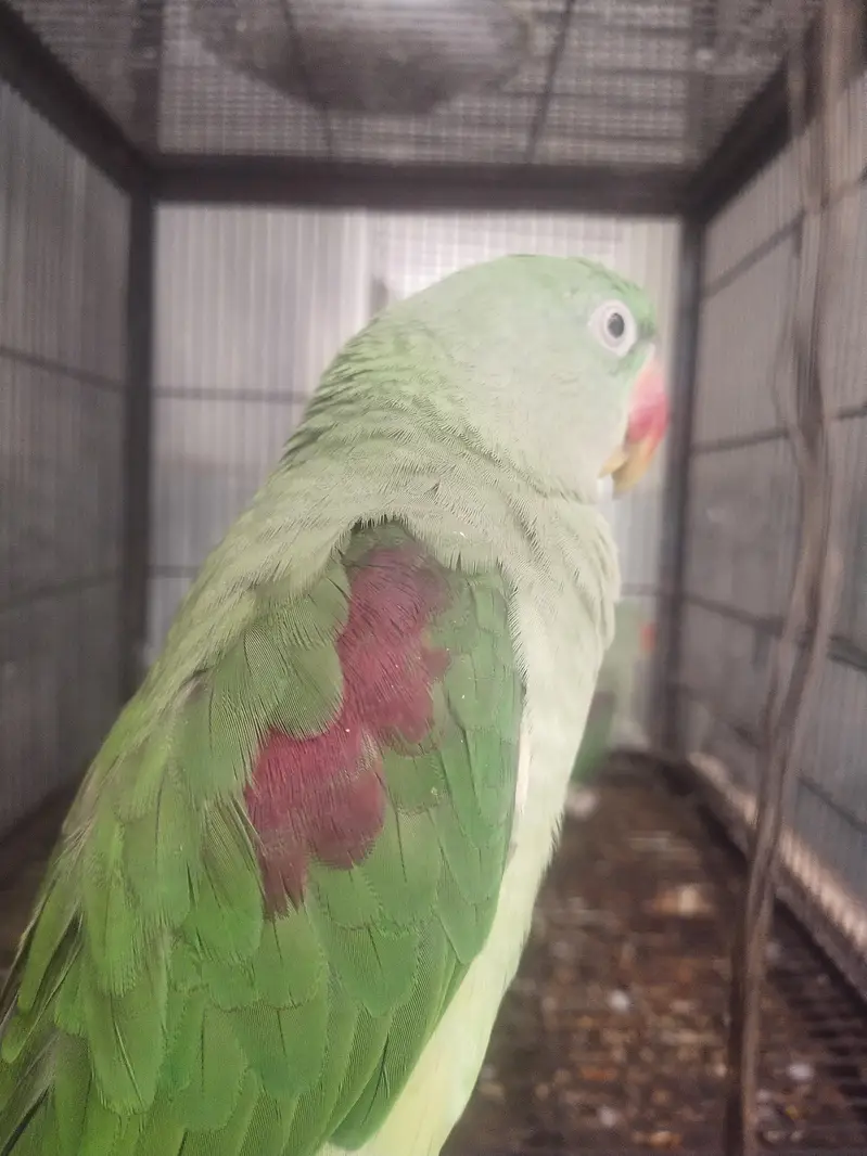 Two pair Male or female — photo 5