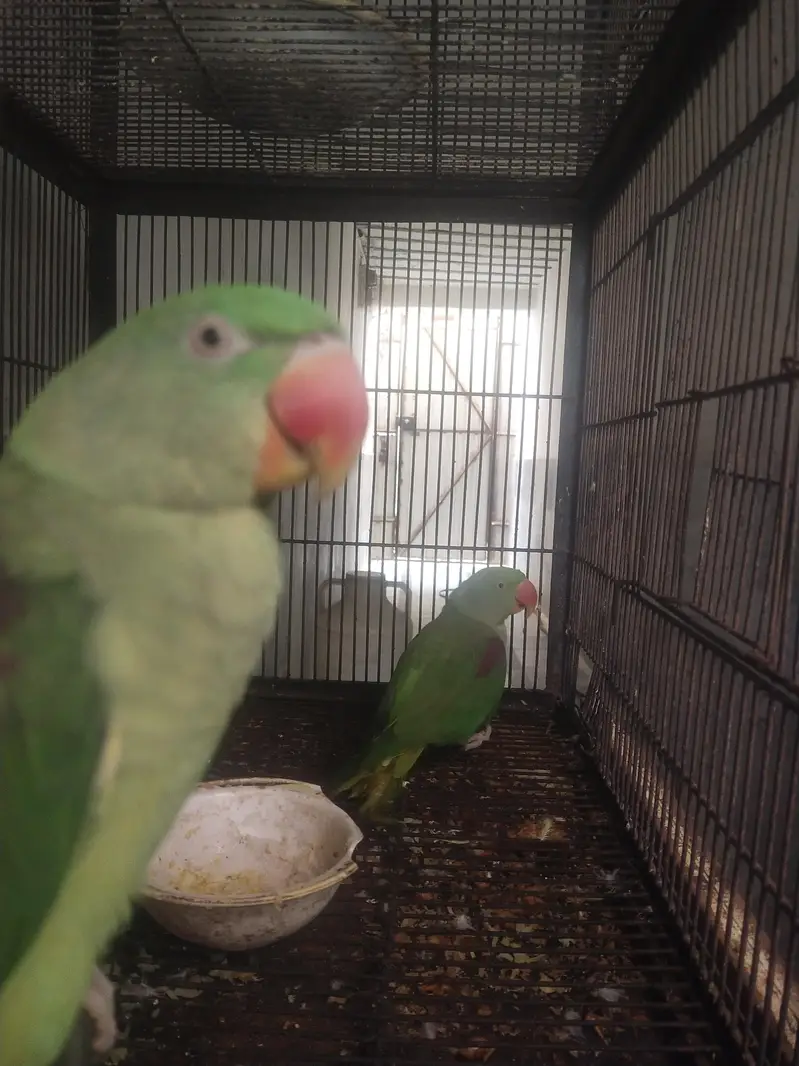 Two pair Male or female — photo 6