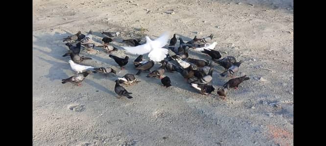 Rock Pigeons(Normal Kabotar)