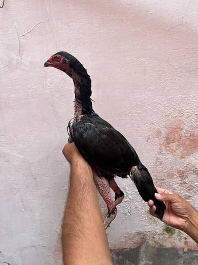burmi aseel female