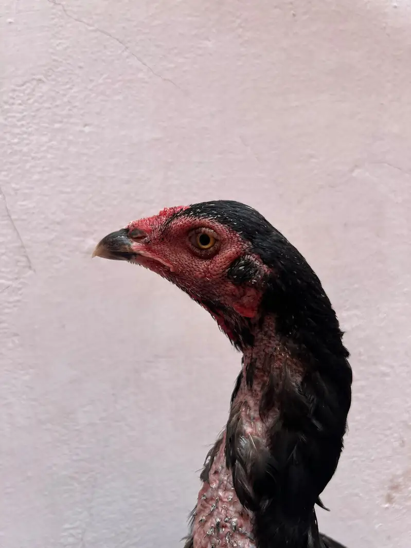 burmi aseel female — photo 2