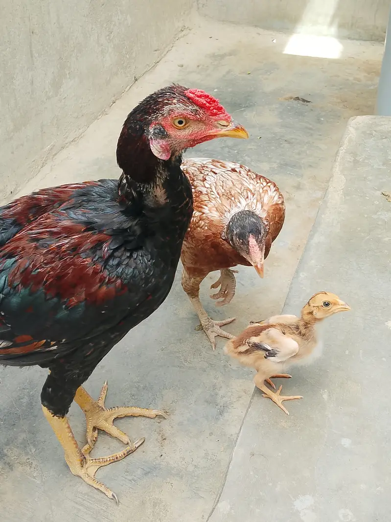 Pure Jageeri Aseel Breeder Setup (Murga, Murgi, 1 male chick For Sale — photo 12